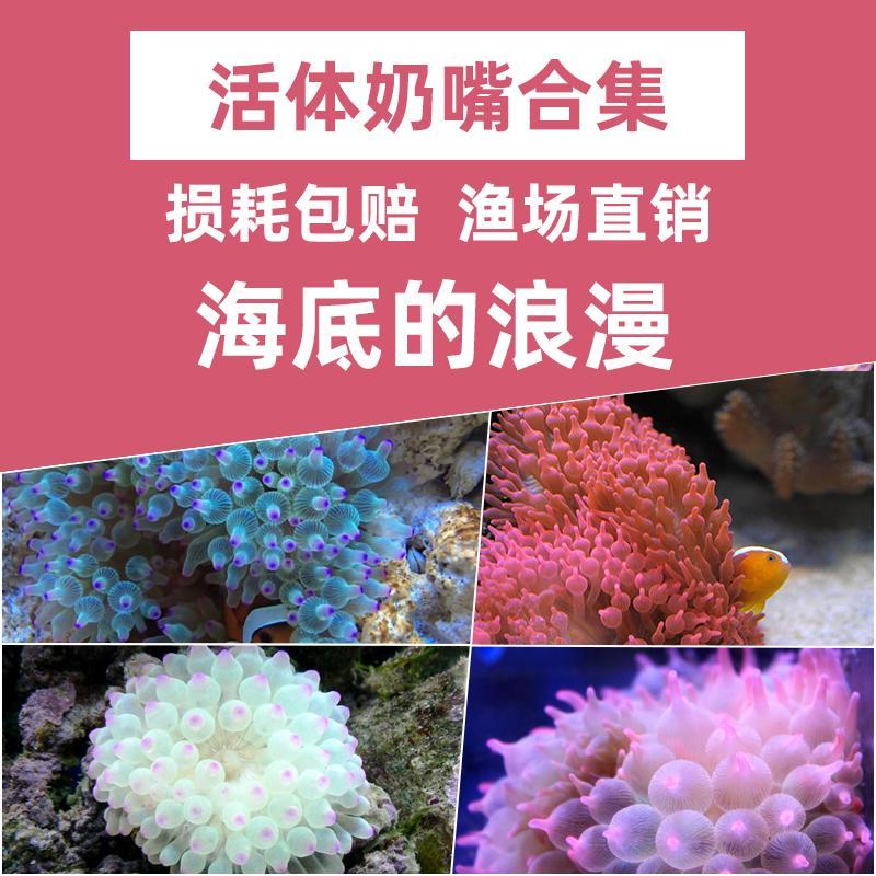 奶嘴海葵小丑鱼海葵珊瑚绿奶嘴荧光绿地毯紫点白海葵 宠物/宠物食品及用品 珊瑚/海葵 原图主图