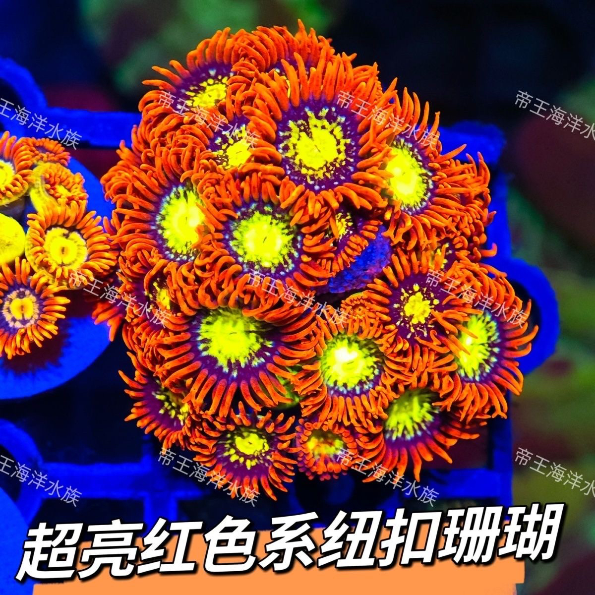 超亮红色纽扣新手海缸拼盘鱼缸生物海葵造景观赏高端黄色七彩彩色