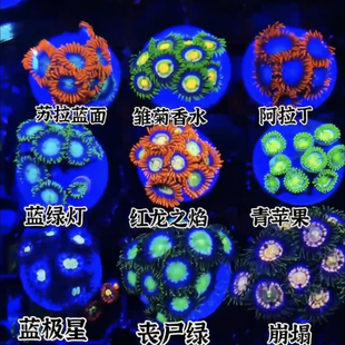 海水海缸大种生物拼盘观赏入门荧光 纽扣珊瑚人工新手长须鱼缸活
