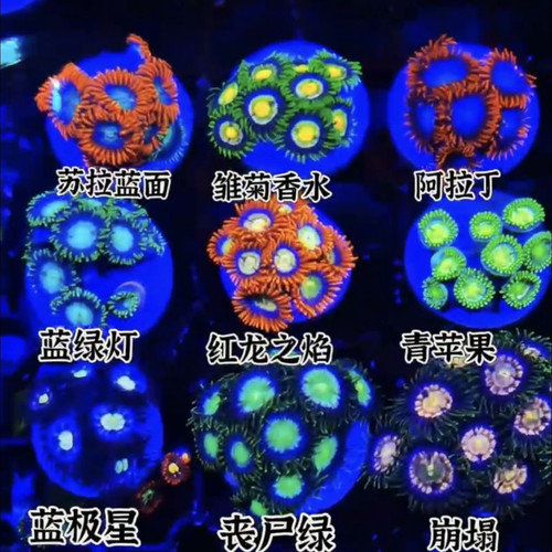 纽扣珊瑚人工新手长须鱼缸活的海水海缸大种生物拼盘观赏入门荧光
