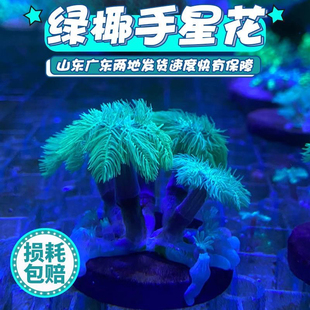 绿椰手星花人工金边大手心花绿芯大手心花珊瑚手星花珊瑚海水宠物
