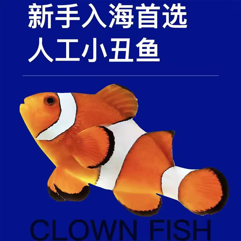 海水鱼活体小丑鱼蓝吊黑边白金小丑红背雪印海缸观赏橘猫奥黑黄嘴