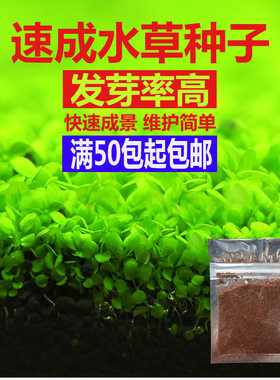 鱼缸真水草迷你对叶种子套餐