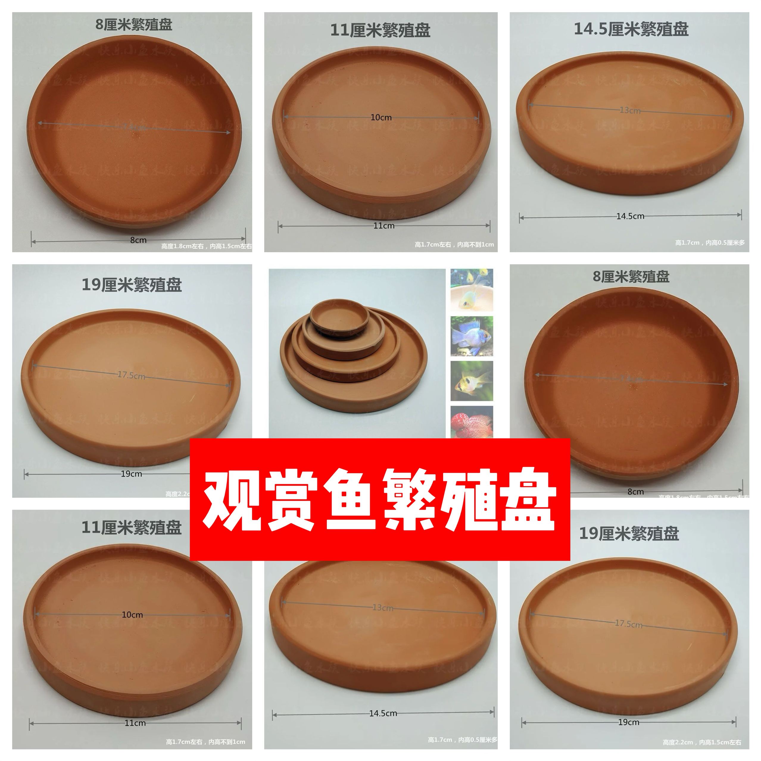 繁殖盘金波子阿凡达荷兰凤凰罗汉鱼红宝石鱼缸产卵繁殖窝短慈鲷科