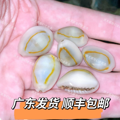 金环宝螺海螺除藻海缸生物小丑鱼海螺海缸造景贝壳净化吃藻