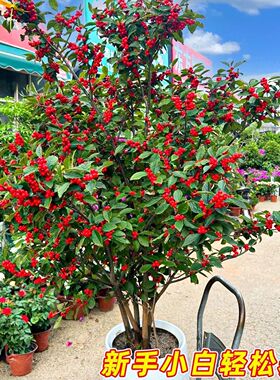 北美冬青进口盆栽耐寒年宵红果花卉老桩盆景一物一拍