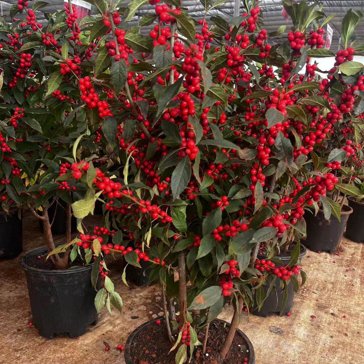 年宵花卉北美冬青树苗相思豆庭院鲜花盆栽地栽红果冬青苗盆景耐寒