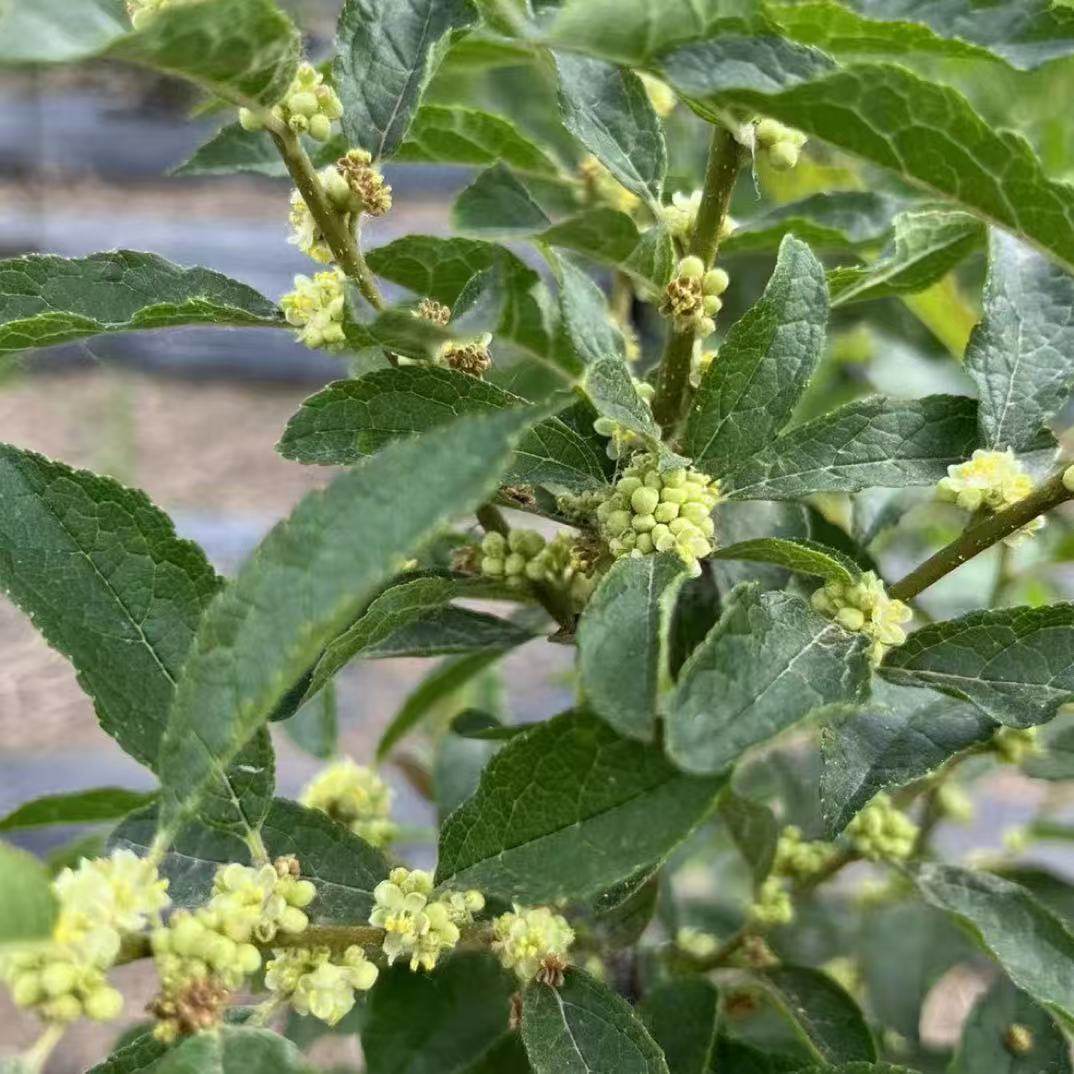 北美冬青公树苗 雄树 开花授粉专用