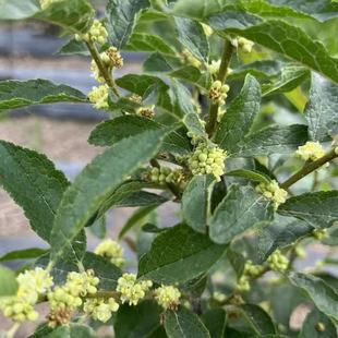 北美冬青公树苗 雄树 开花授粉专用