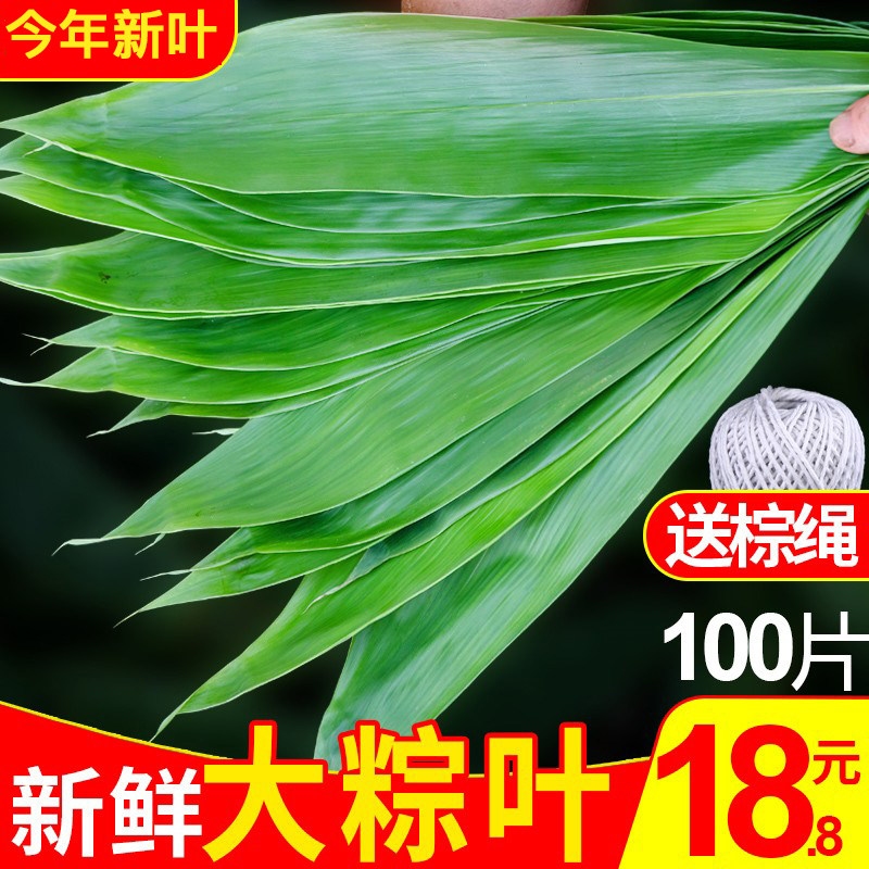 粽叶新鲜包邮大号100片箬叶特大码的粽叶非干叶真空王锁鲜12*38