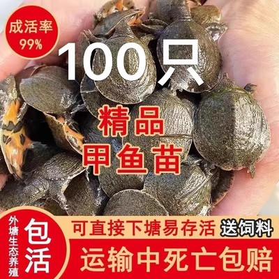 甲鱼苗外塘养殖中华龟鳖甲鱼