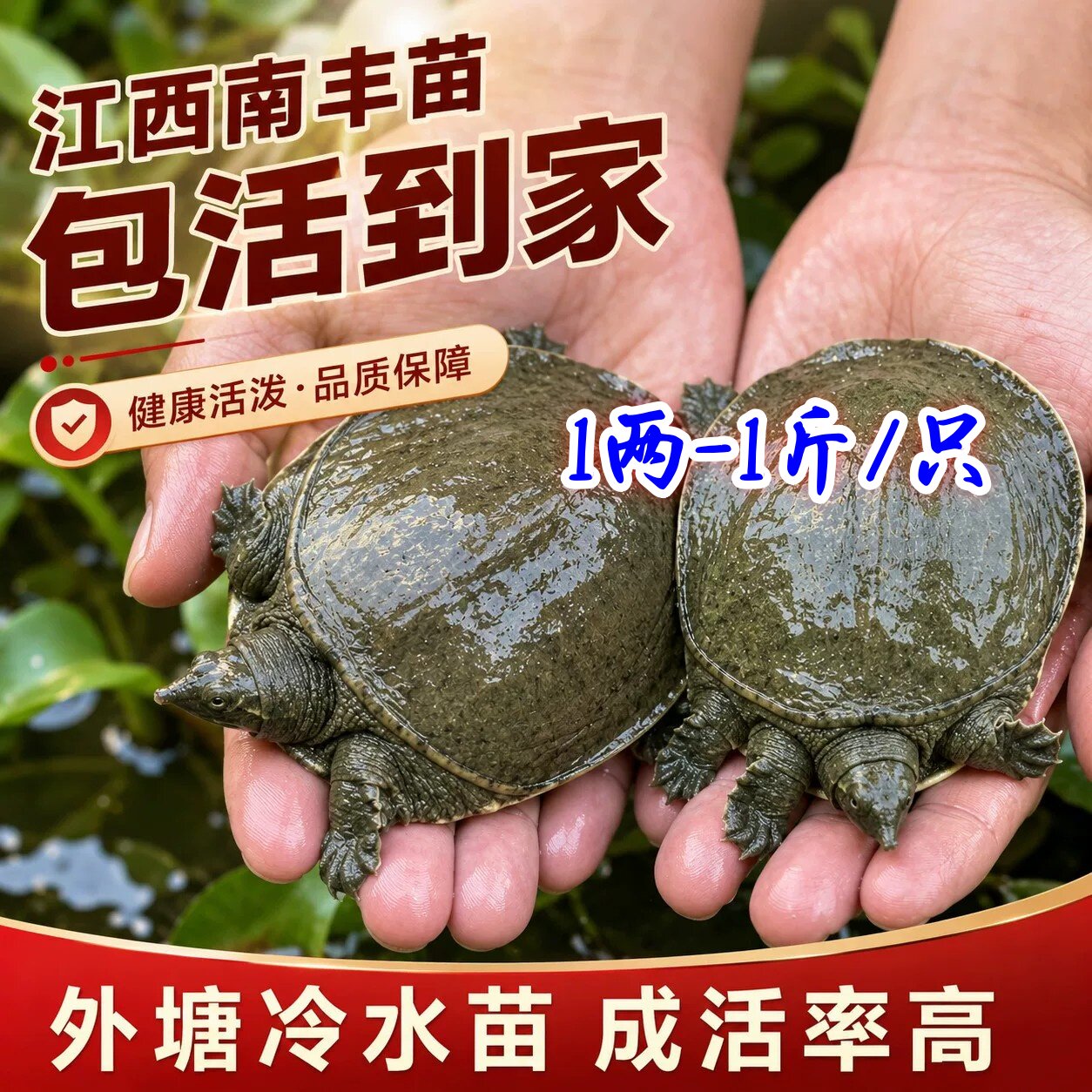外塘冷水养殖中华鳖大苗包活到家