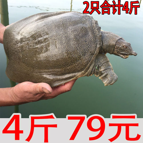 鲜活王八龟价格 鲜活王八龟图片 星期三