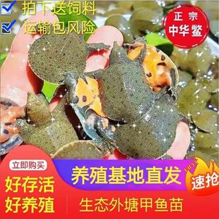 甲鱼苗批发100只甲鱼大苗黑花中华鳖黄沙外塘冷水小甲鱼鲜活包邮