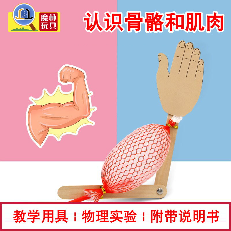 认识模型幼儿园手工益智科学实验