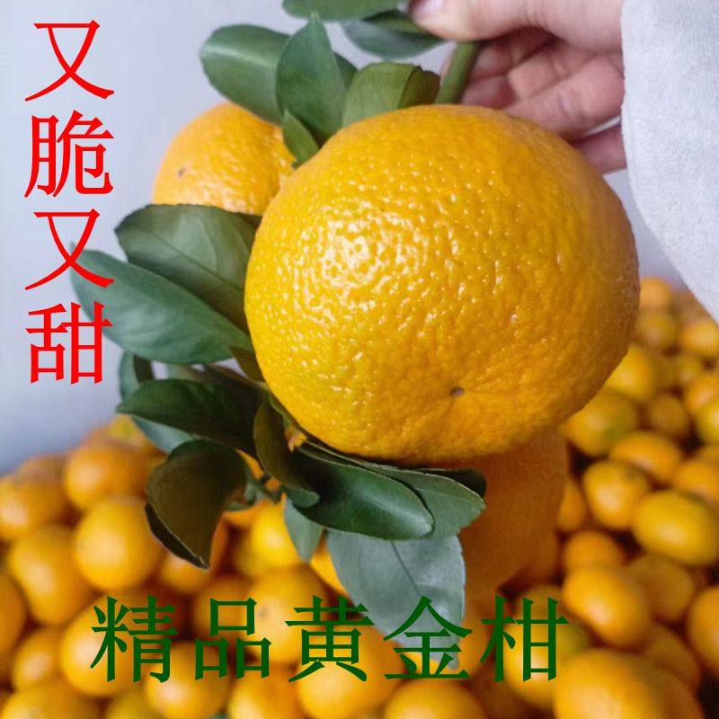 湖南永州特产江永桔柚黄金柑贡柑原产地发货不泡药水保鲜剂不打蜡