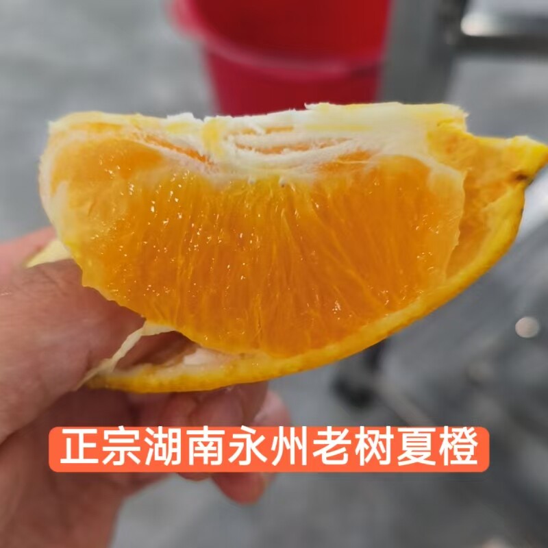 正宗湖南永州本地特产应季水果江永老树夏橙产地直发果园直采