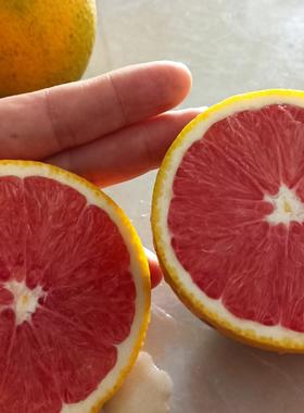 湖南永州本地红肉橙新鲜当季血橙保证不泡药水不打腊不打甜蜜素