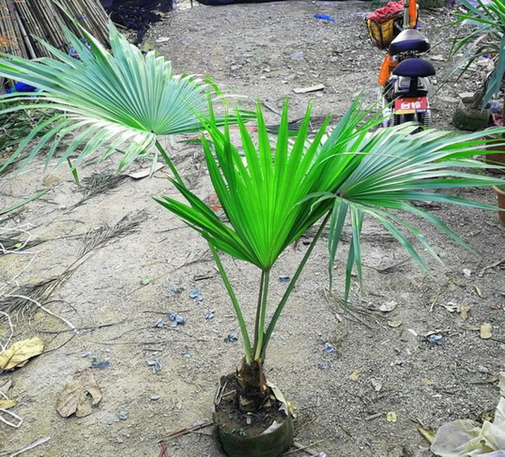 精品蒲葵一物一拍葵树扇叶葵网红绿植室内基地直销植物多省包邮