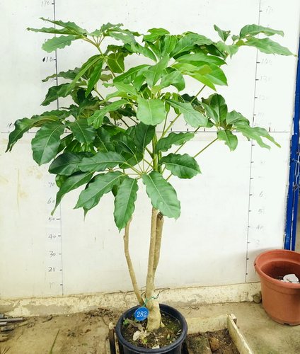 昆士兰大叶伞绿植盆栽多省包邮