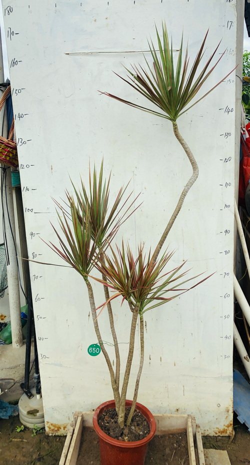 6米七彩千年木五彩七彩铁马尾铁室内绿植一物一拍多省包邮