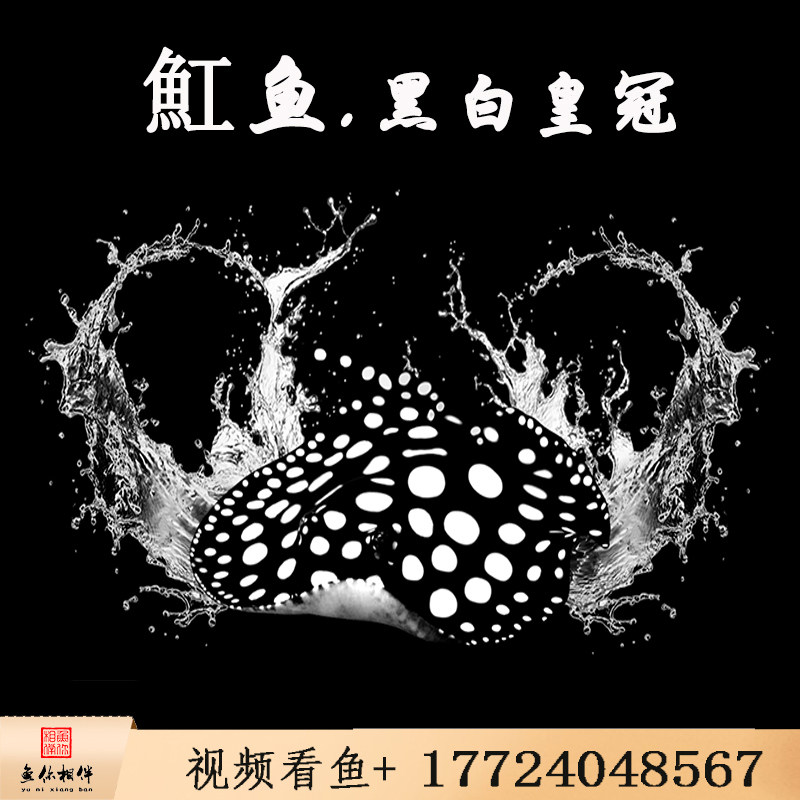 皇冠黑白魟鱼 活体龙鱼高端配鱼魔鬼鱼珍珠虹大型淡水热带观赏鱼