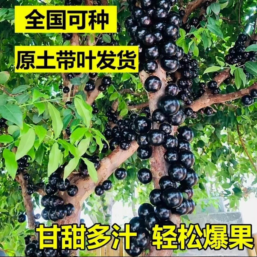 嘉宝果树新品种当年大树苗四季盆栽树葡萄苗早生带叶带土结果果苗
