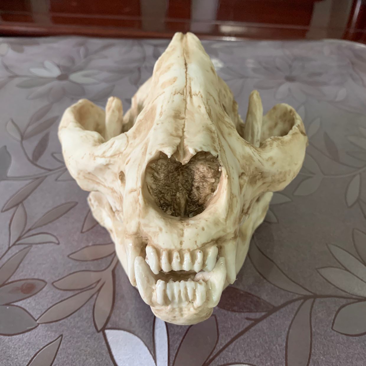 大熊猫小熊猫1比头骨素描长厘米