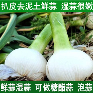 2026新鲜大蒜头鲜蒜湿蒜腌制糖蒜泡蒜山东白皮嫩蒜生蔬菜鲜蒜青蒜