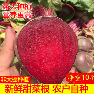 新鲜甜菜根现挖发货甜菜头精选甜菜红菜头纯红多汁5/10斤农家自种
