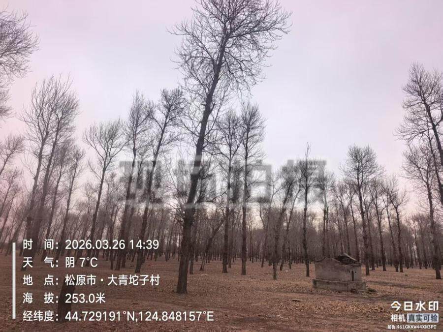 吉林省松原市前郭尔罗斯蒙古族自治县洪泉乡大青坨子村的1312.65亩林地林木