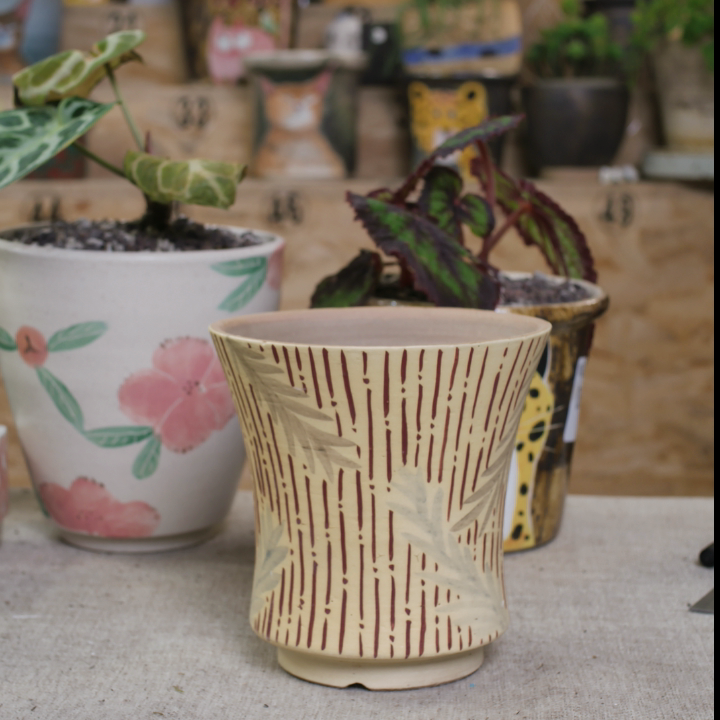 a527口11.8高11.6,鲜花速递/花卉仿真/绿植园艺,花盆,淘宝优惠券,粉丝福利购,淘宝优惠卷