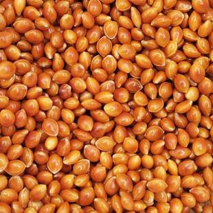 黍子枕凉填充 婴头儿红子谷蒙1稷红黍子糜子迷子凉籽枕头芯填充料