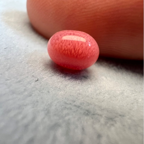 海螺珠孔克珠满火焰火烈鸟