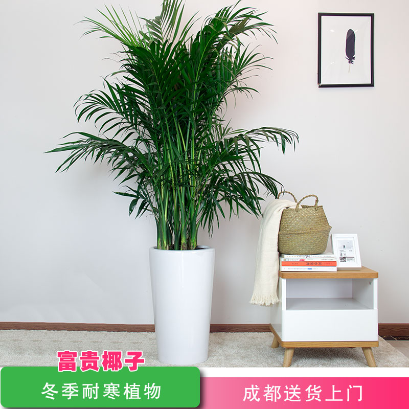 富贵椰子大型盆栽办公室内客厅散尾葵成都绿植花卉耐寒好养吸甲醛