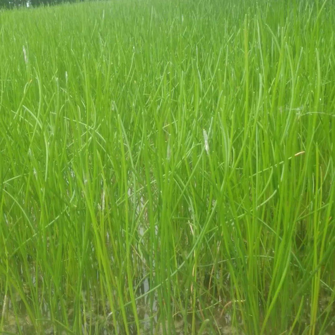 【批发价】当季高产马蹄食用荸荠