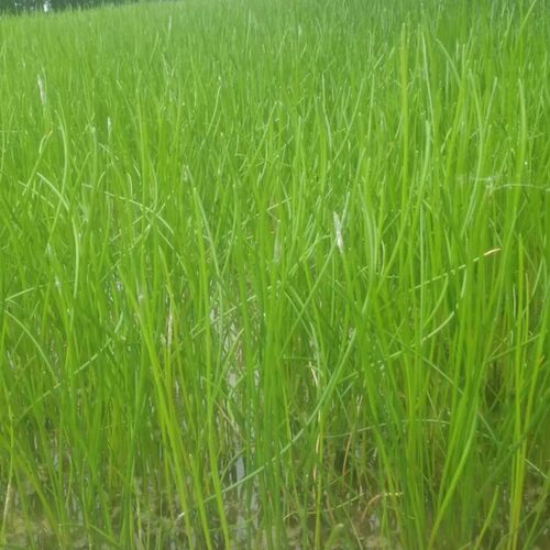 【批发价】当季高产马蹄食用荸荠特产家庭种植马蹄荸荠农家种植苗