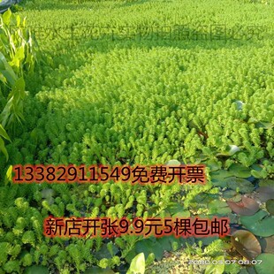 狐尾藻粉绿狐尾藻水草狐尾草包邮河道绿化水质净化鱼池鱼缸鱼塘