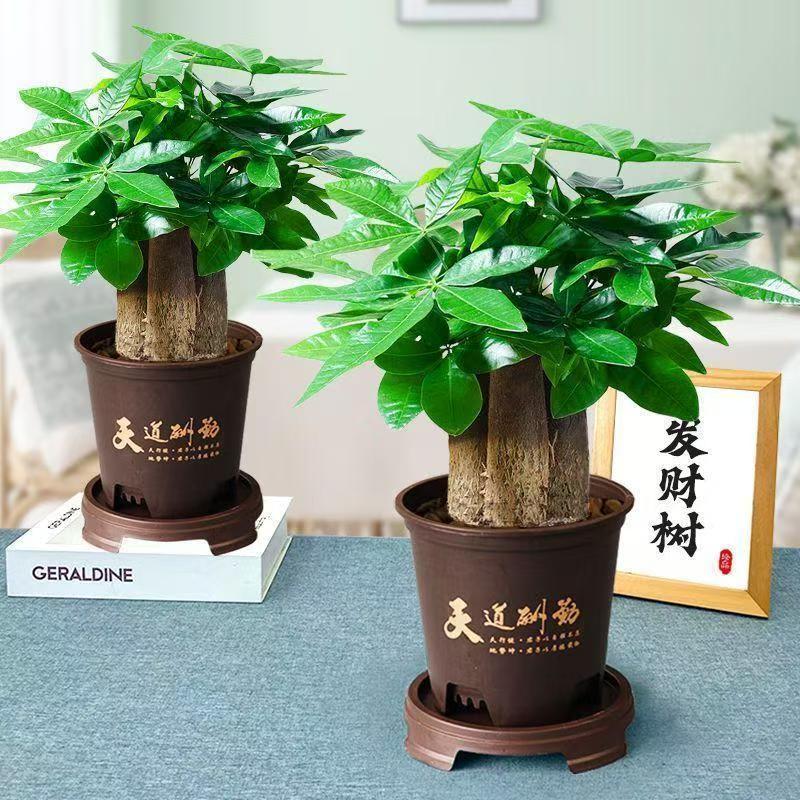 发财树盆栽植物室内办公室好养绿植水培客厅小盆景四季常青吸甲吸