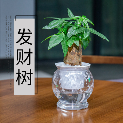 发财树小盆栽植物办公室