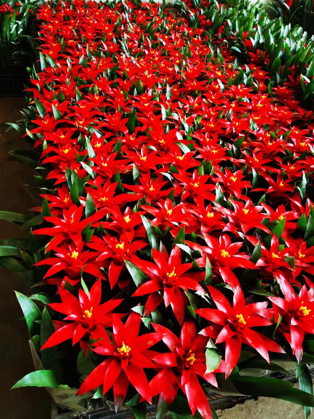 鸿运当头大型盆栽凤梨四季开花植物室内客厅阳台观花绿植年宵花卉