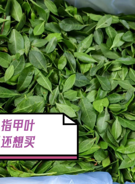 新鲜指甲叶染发.散沫花叶.252克纯叶无枝咖啡送一次工具