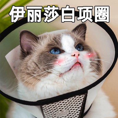 伊丽莎白圈猫项圈耻辱圈