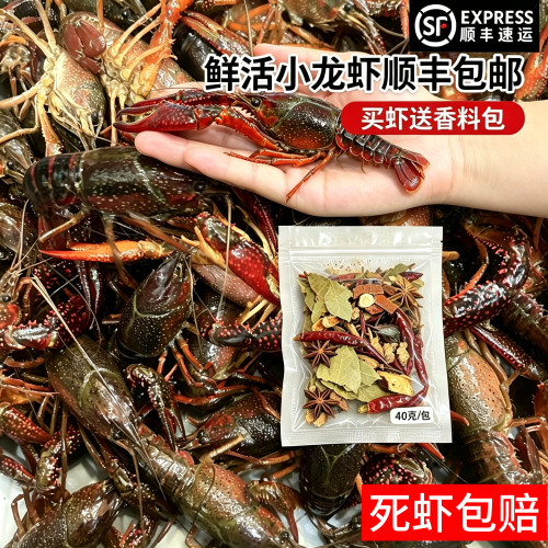 岳阳现捞鲜活小龙虾顺丰冷链包邮