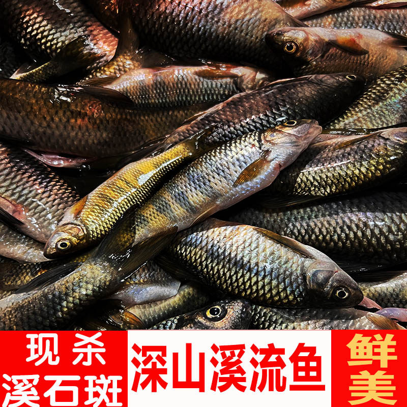 小河鱼新鲜溪石斑鱼鲜活光唇鱼现杀溪流鱼火煤子非马口鱼小杂鱼麻