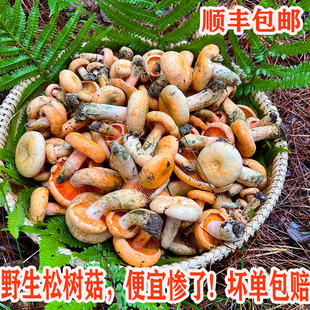 野生新鲜黄枞树菌现采谷熟菌菇松树菌当季三九菇蘑菇寒菌雁鹅菌子