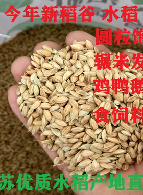 新鲜稻谷带壳喂鸡吃农家自种稻子水稻谷子圆粒晚粳稻碾米鸽子饲料