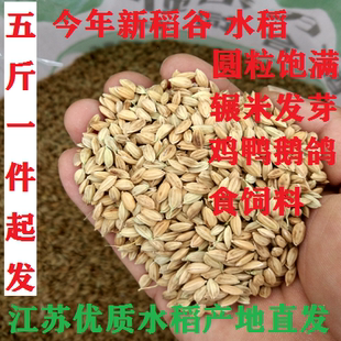 新鲜稻谷带壳喂鸡吃农家自种稻子水稻谷子圆粒晚粳稻碾米鸽子饲料