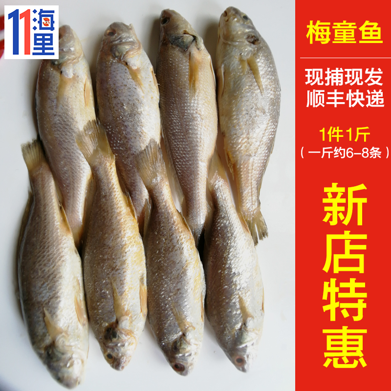 梅童鱼小黄鱼 新鲜野生梅童 大头宝梅子鱼 大头梅童1斤6-8条