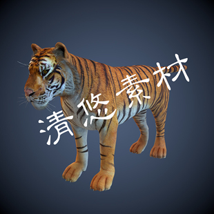 四足野生动物东北虎c4d 非实物814 fbx老虎模型骨骼绑定